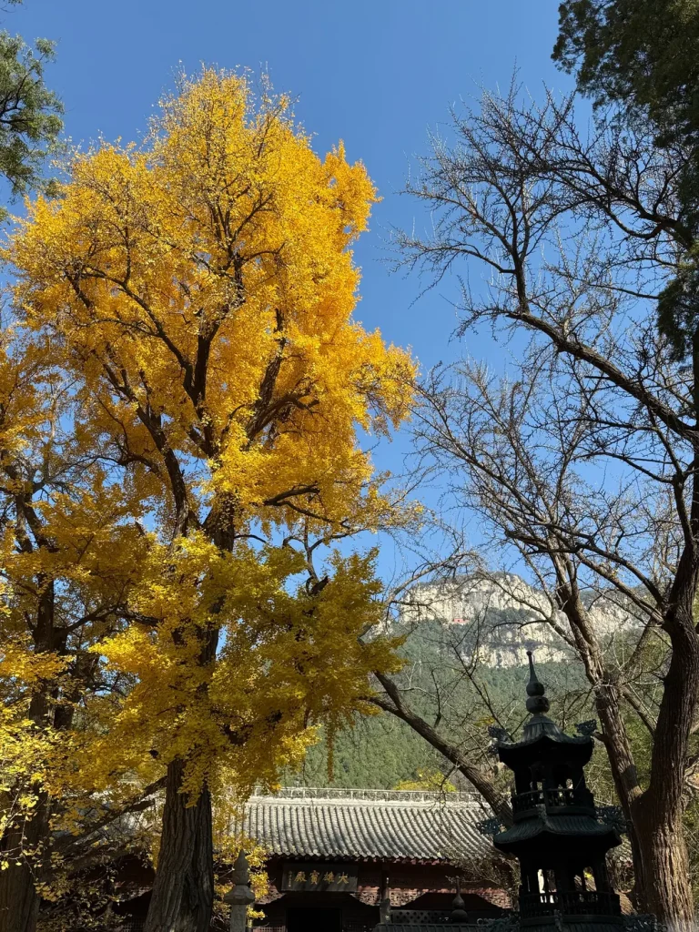 古寺前的金色银杏